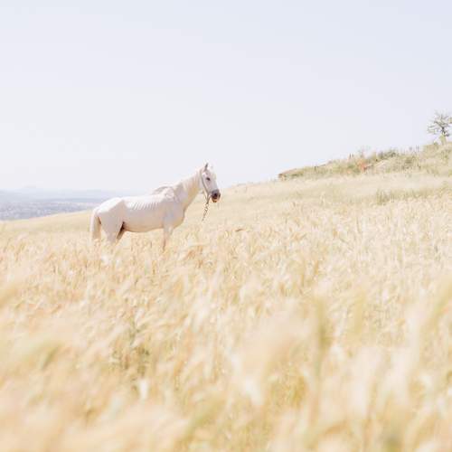 Photo #13053995