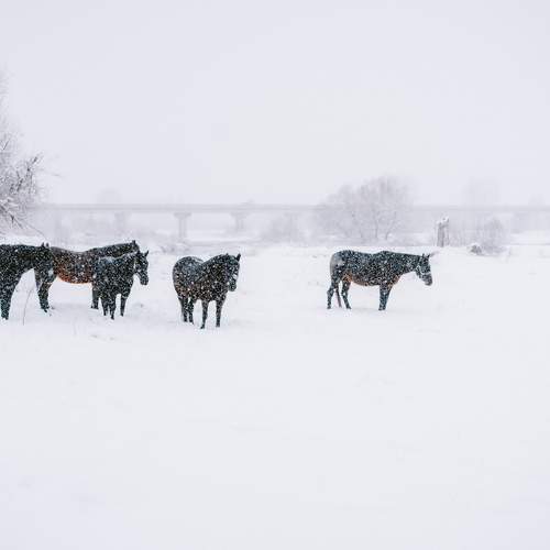 Photo #13054018