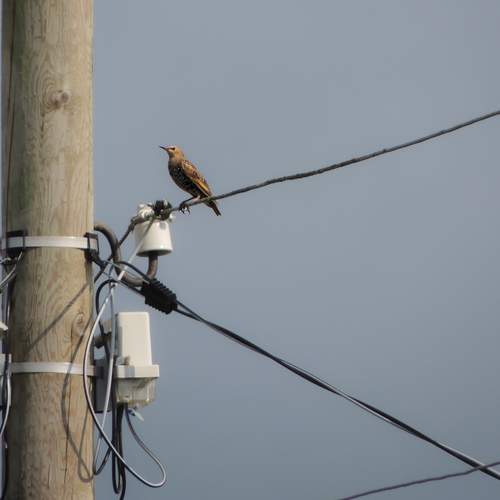 Photo #13054336