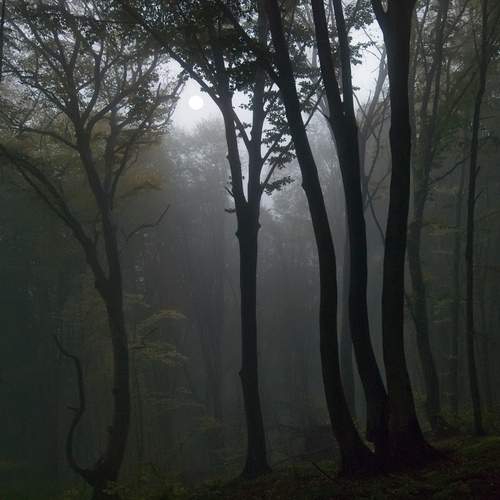 Photo #13054788