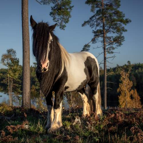 Фотография #13054836