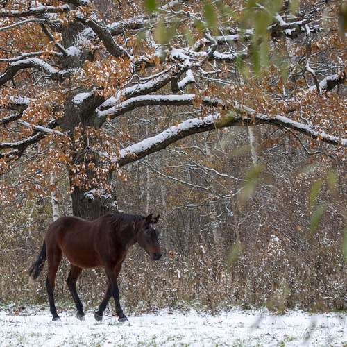 Photo #13054889