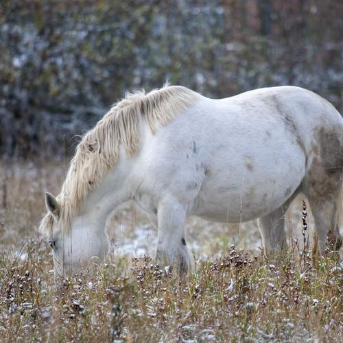 Photo #13054890