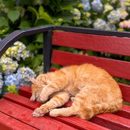 Photo #13055281