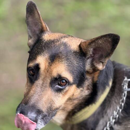 Photo #13056066