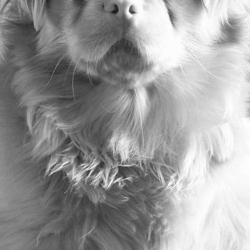 Modelo Canina
