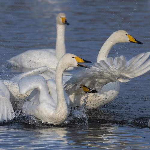 Photo #13056753