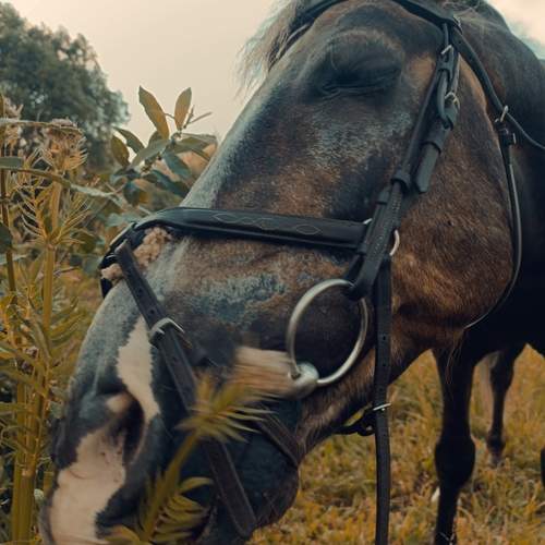 Photo #13057616