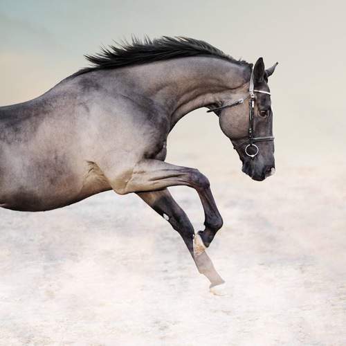 Фотография #13057720