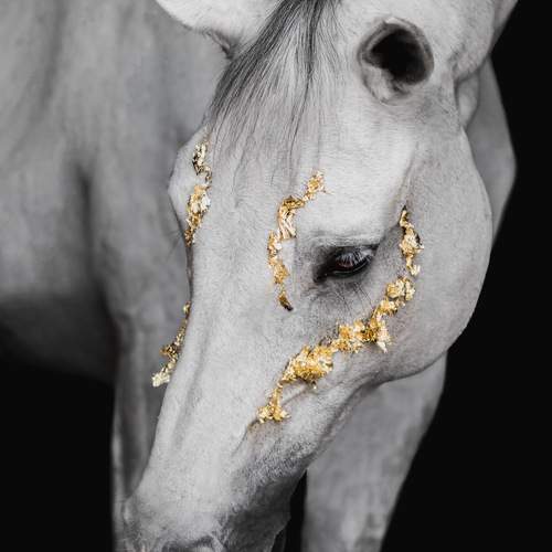 Фотография #13057722