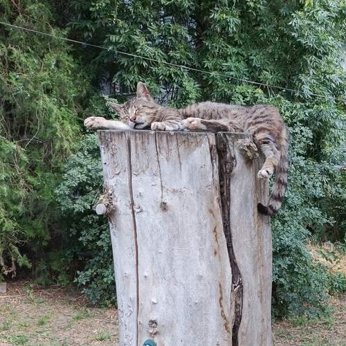 Photo #13058114