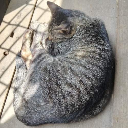 Photo #13058137