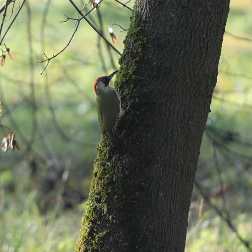 Photo #13058334