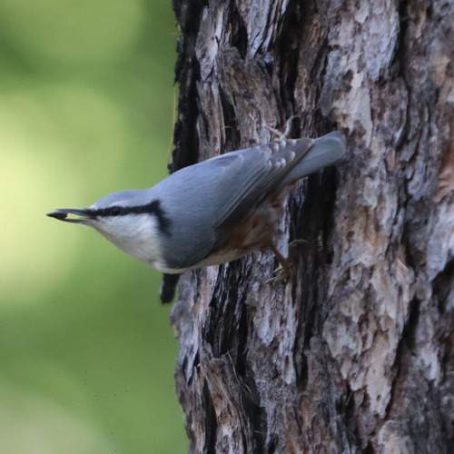 Photo #13058383