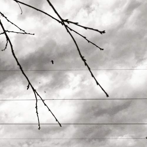 Photo #13058743