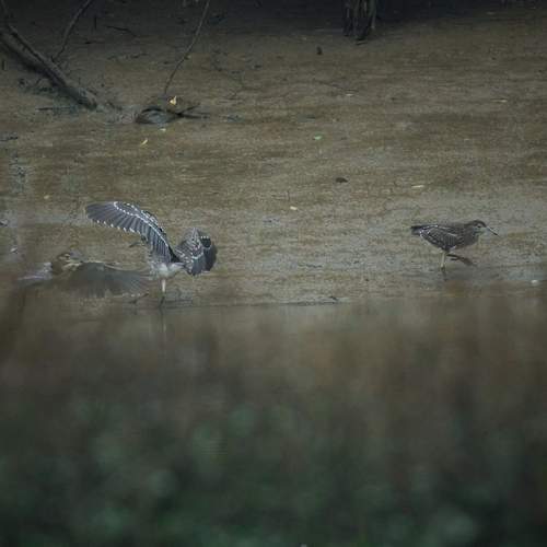Photo #13058751