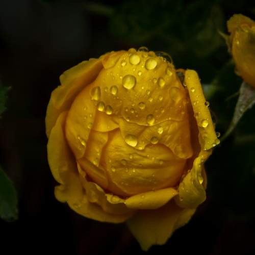 Photo #13059303