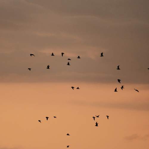 Photo #13059382