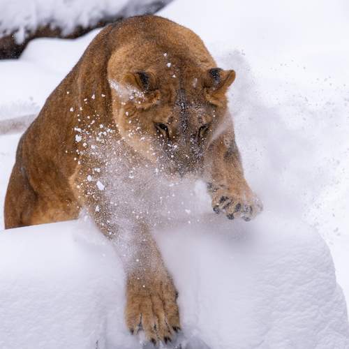Photo #13059425