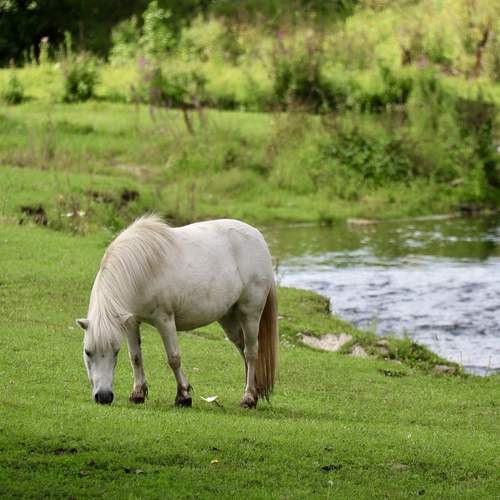 Photo #13059515