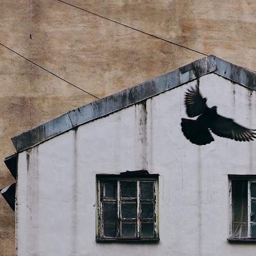 Photo #13059563