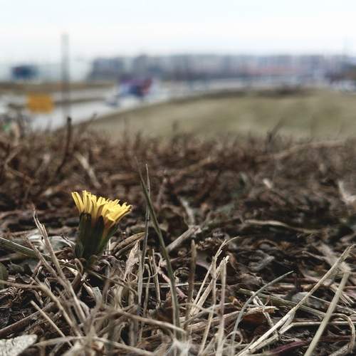 Photo #13061420