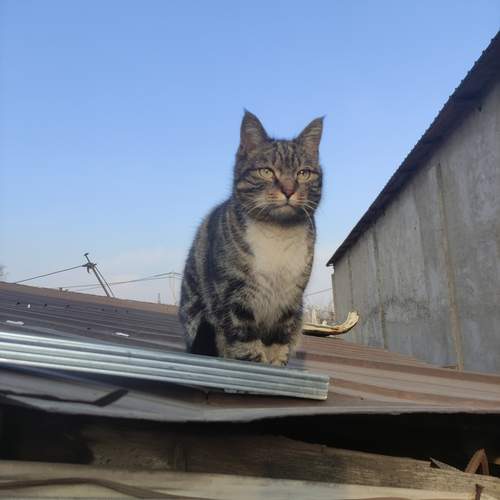Photo #13061548