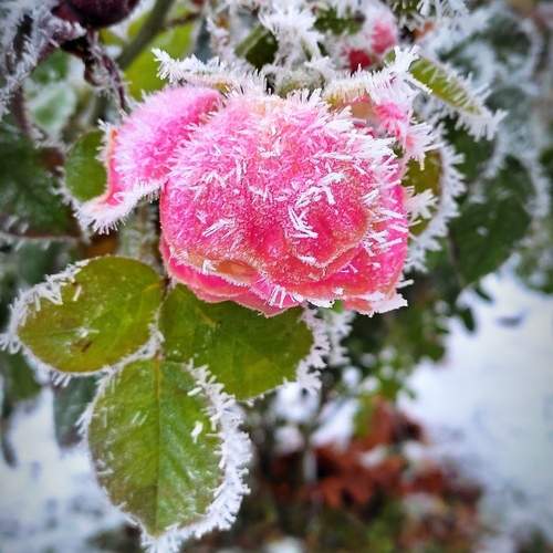 Rose in hoarfrost
