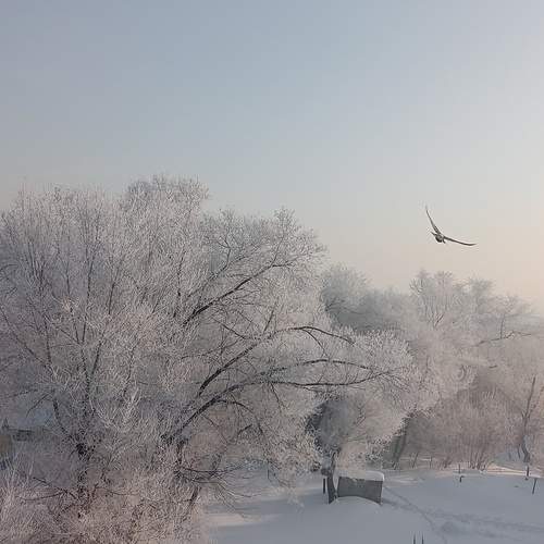 Photo #13062380