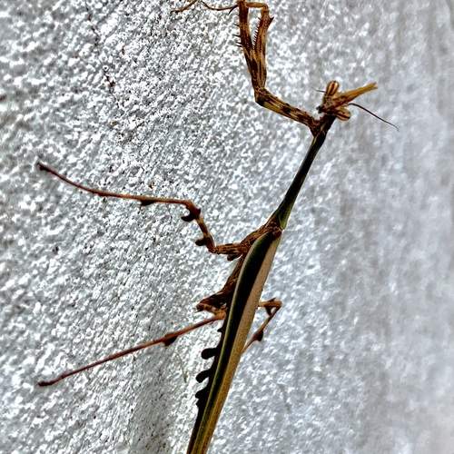 Photo #13062604