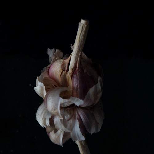 Photo #13063394