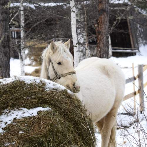Photo #13063464