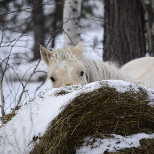 Photo #13063466