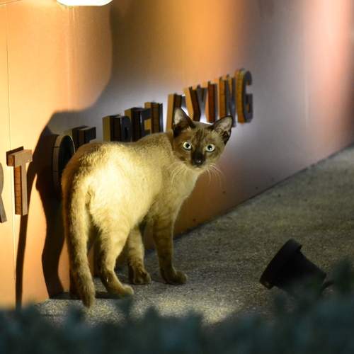 Photo #13063581