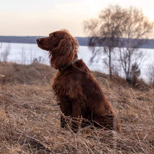 Photo #13063837