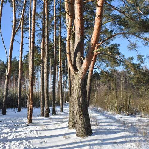 Photo #13063854