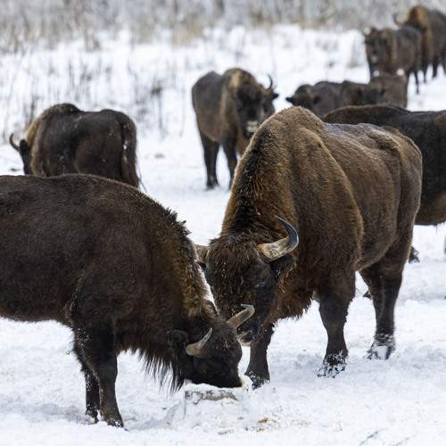 Photo #13064708