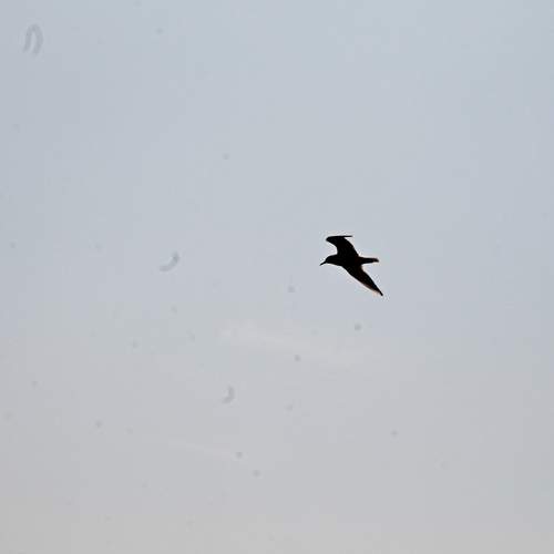 Photo #13065294
