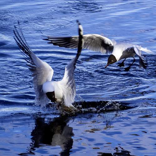 Seagulls