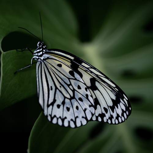 Photo #13066366