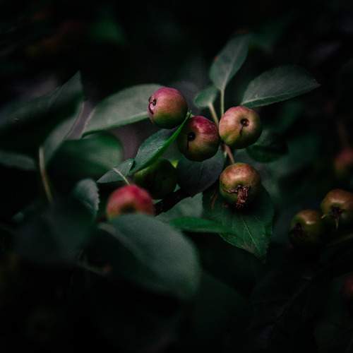 Photo #13066509