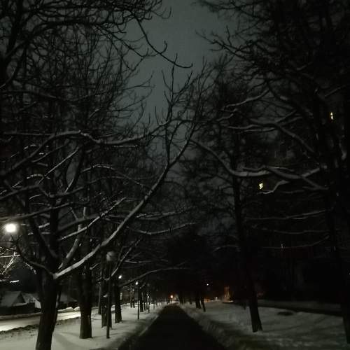 Снежные ветви над ночной аллеей