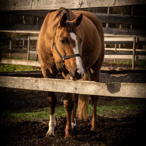 Photo #13066759