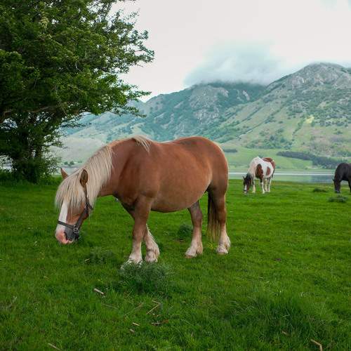 Horses