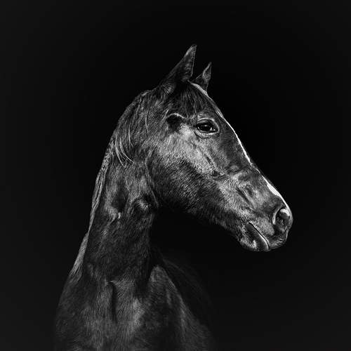 The Horse as a Mirror of the Soul