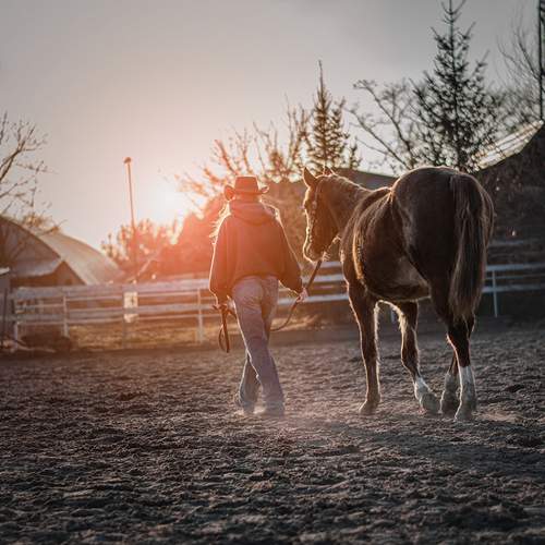The Horse as a Mirror of the Soul