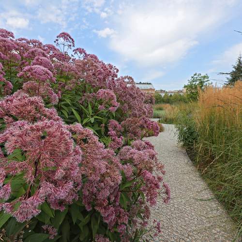 Фотография #13067542