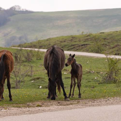 Фотография #13067834