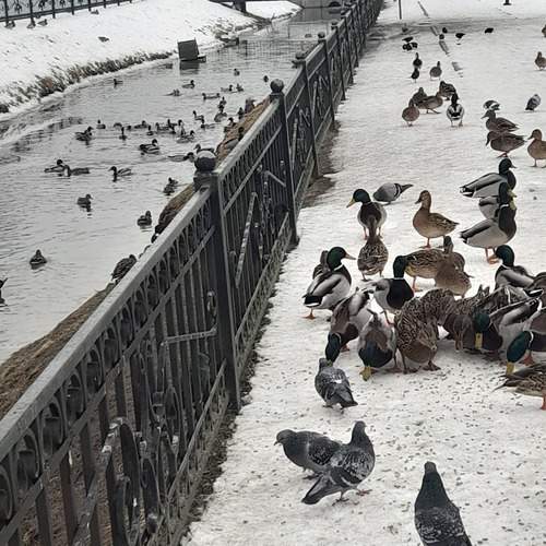 Photo #13067840