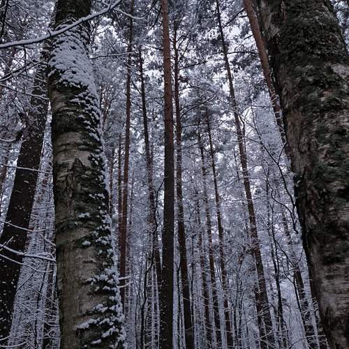 Photo #13068026